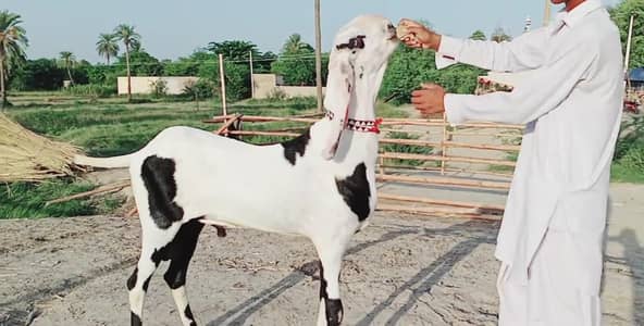rajanpuri Bakra for sale 03405796364