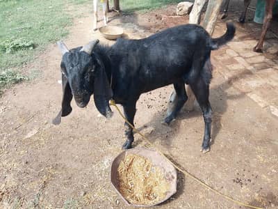Bakra for qurbani