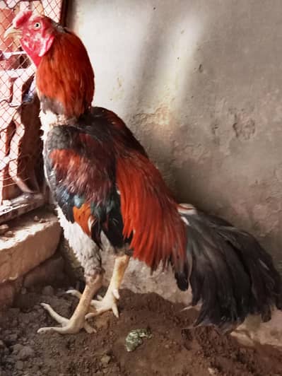 aseel murga . . . contact number 03330031118 .
