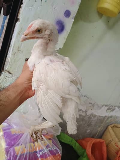 pure Heera and hint chicks