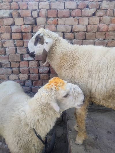 Qurbani For sale chhtre Ghar ma pale bade Hain sale Karne