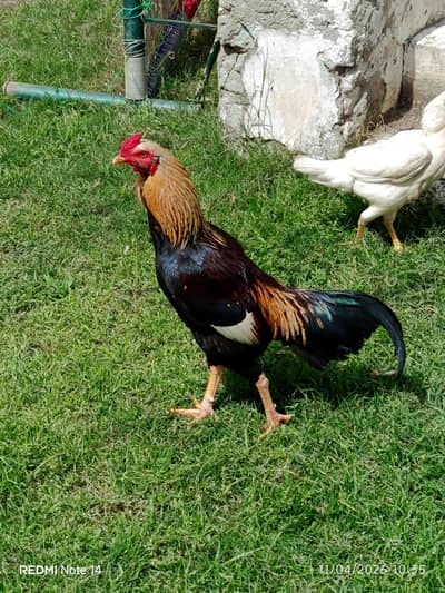For Sale