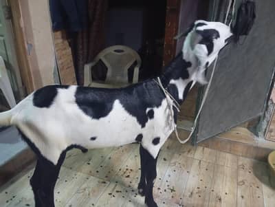 Bakra for sale dondha 2 teeths