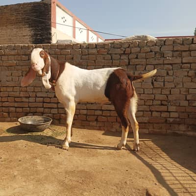 Heavy Size Qurbani Bakra