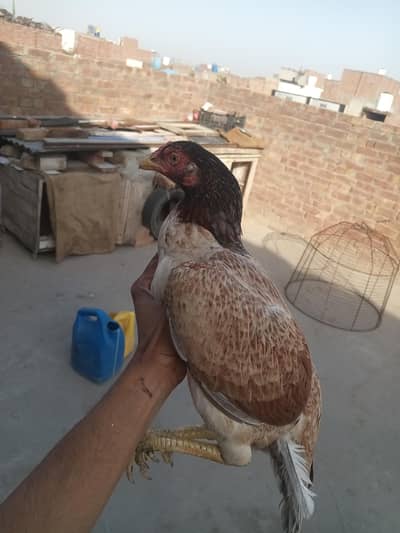 mianwali aseel hen