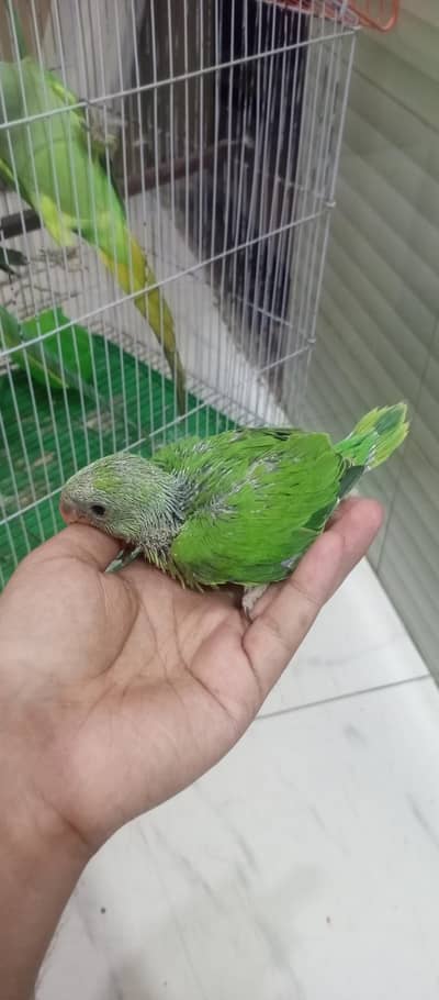 4500 Green ringneck chick  canary breeder pair with 3 eggs price 15000