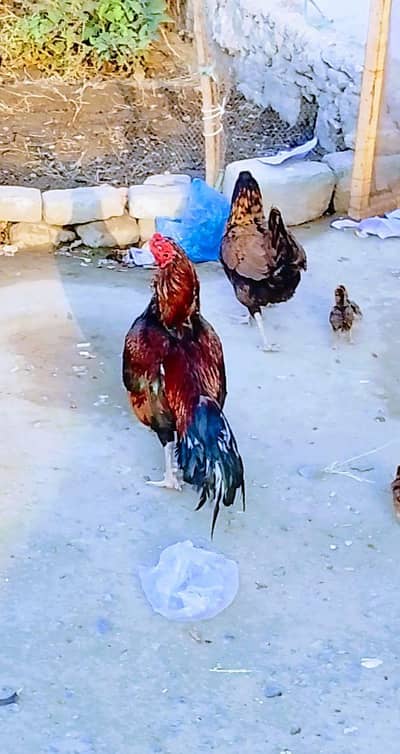 Amroha aseel  urgent sale quality A++