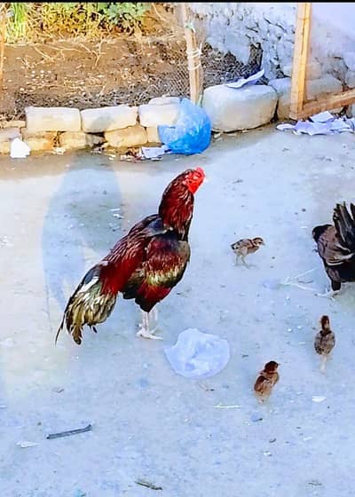 Amroha aseel  urgent sale quality A++