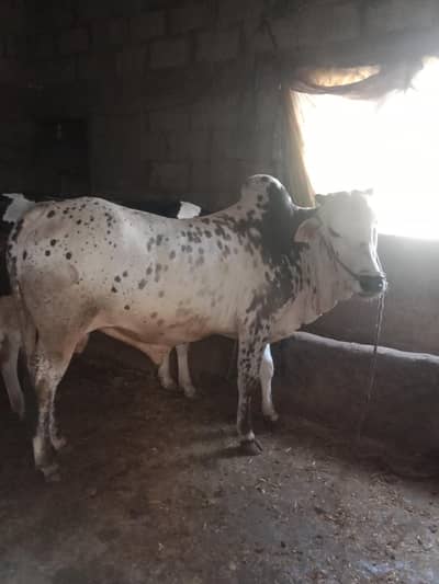 Qurbani 2026