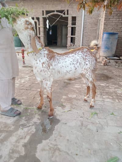 Qurbani ka leya bakera