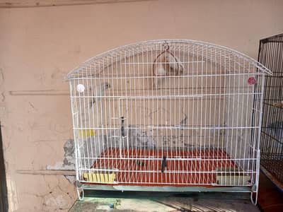 white albino love birds for sale in best price maxiimum final price.