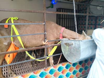 6 dant bakri
