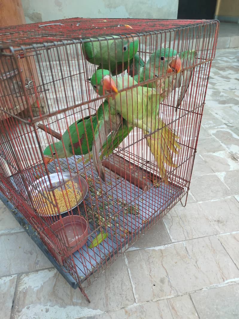 chicken 2