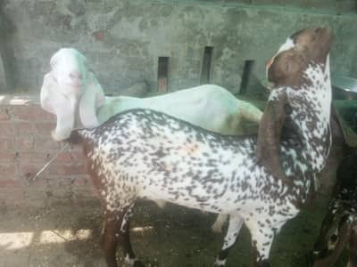 Bakray for sale