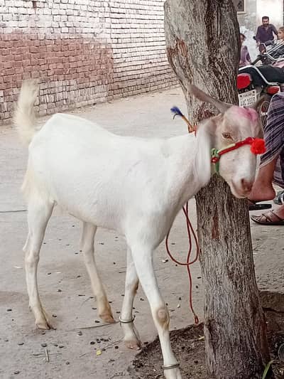 2 dant khassi bakra 03020673267