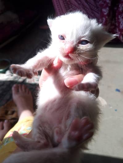 kitten
