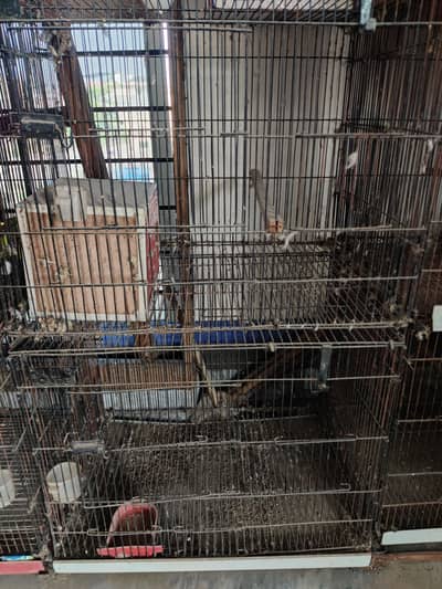 birg cage