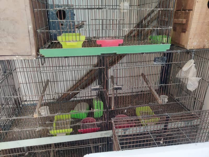 bird cage 1