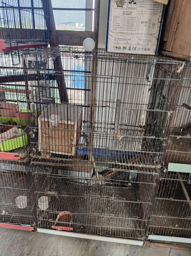 bird cage 3