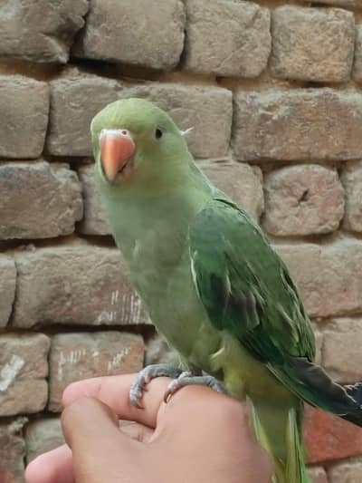 Pet Bird Available