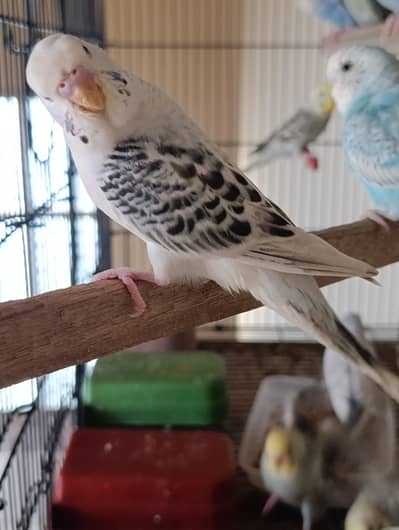Budgies, Bajri Parrots Pathay Available For Sale