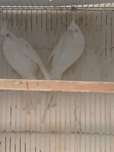 cockatiel