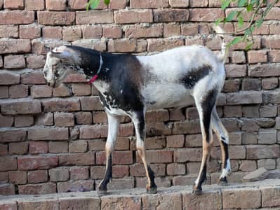 Burbari galmori color Breeder male available Whatsapp numb 03336856779