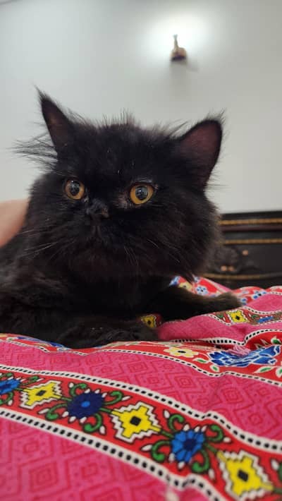 Persian Semi punch face/peke face
