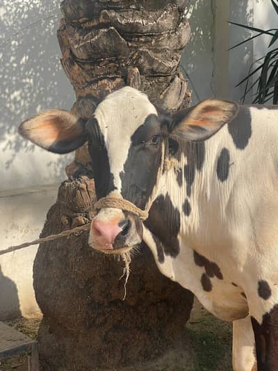 Qurbani 2026 Bachiya/bull