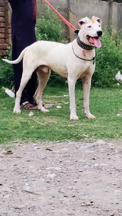 kulter mail ya Rahman height 29 security dog