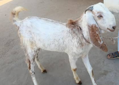 qurbani ka janvar ha
