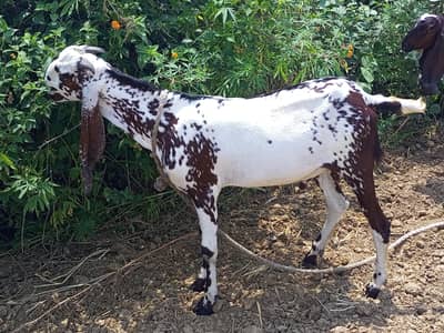 Bakra for qurbani