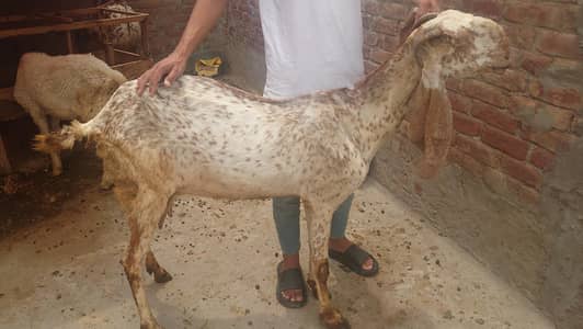 Makhi cheni