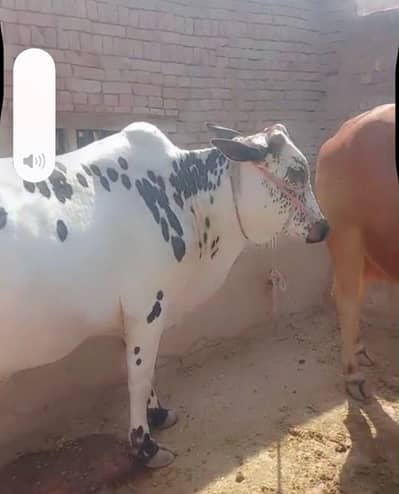 qurbani ke liye bacche