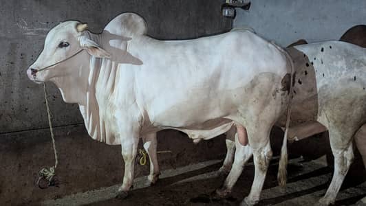 beautiful wachay for sale.