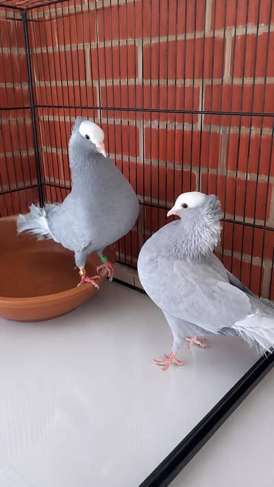 Silver Mukhi Breeder pair