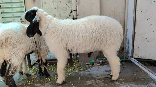 Qurbani Chatra/Donda Chatra. . .