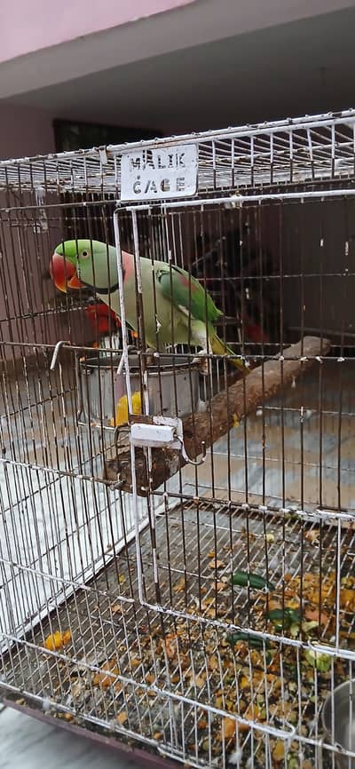 Raw parrot . male single. talks in very clear voice hand shake