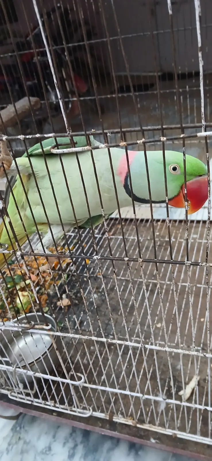 Raw parrot . male single. talks in very clear voice hand shake — photo 2