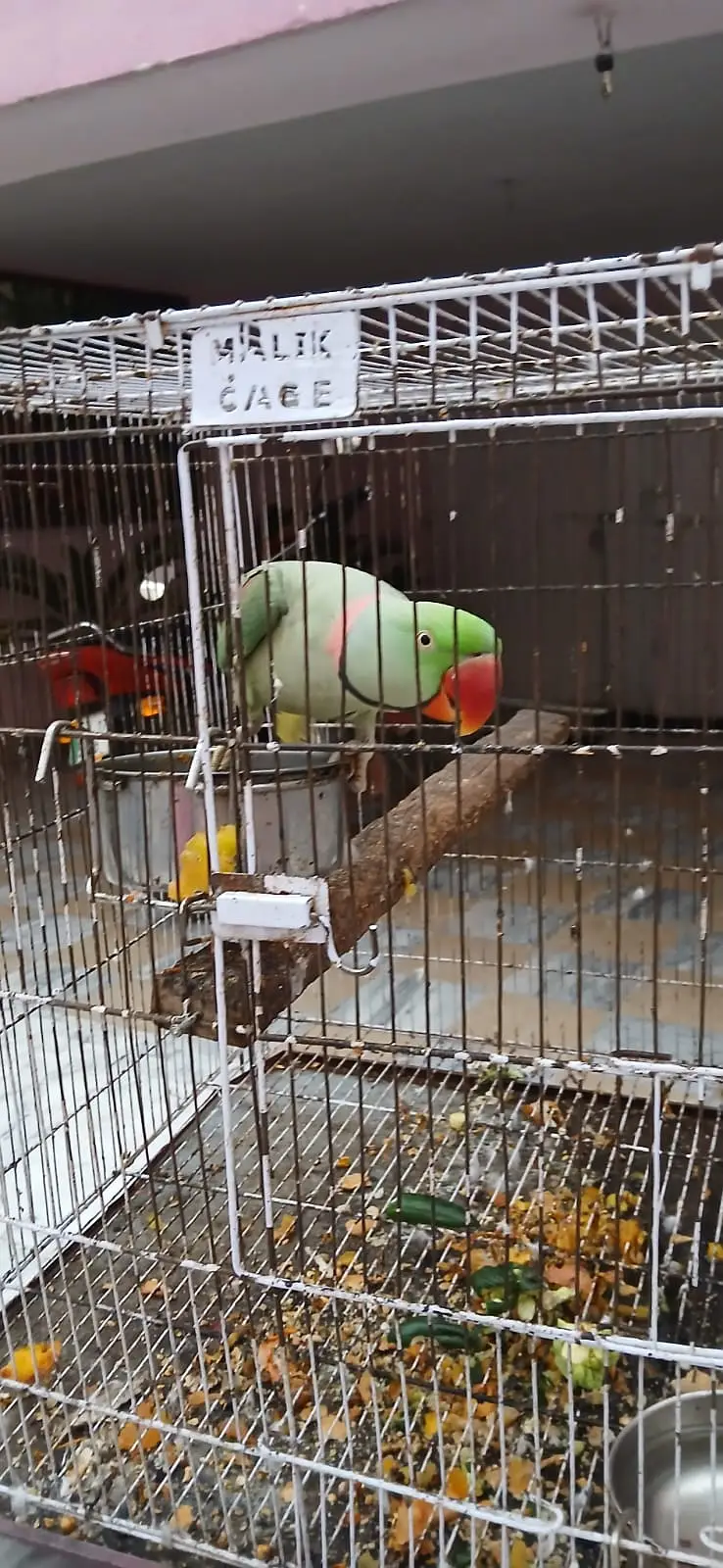 Raw parrot . male single. talks in very clear voice hand shake — photo 3