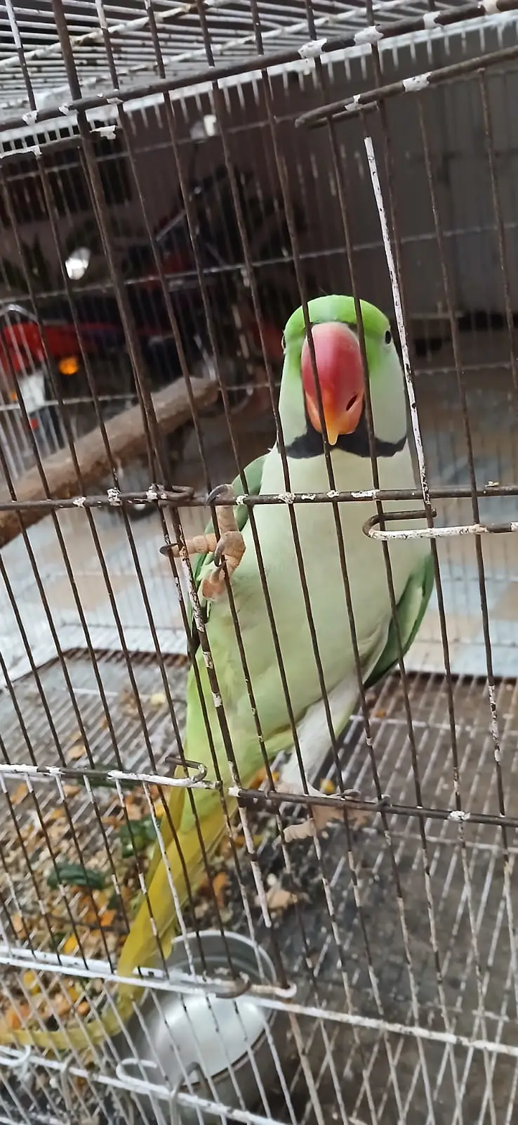 Raw parrot . male single. talks in very clear voice hand shake — photo 4
