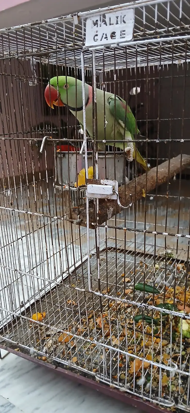 Raw parrot . male single. talks in very clear voice hand shake — photo 5