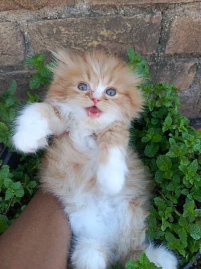 persian kitten Available