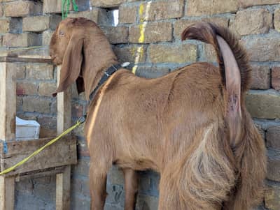 qurbani bakra
