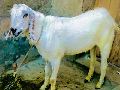 Bakra For Qurbani