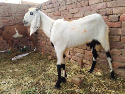 Qurbani ke Bakre