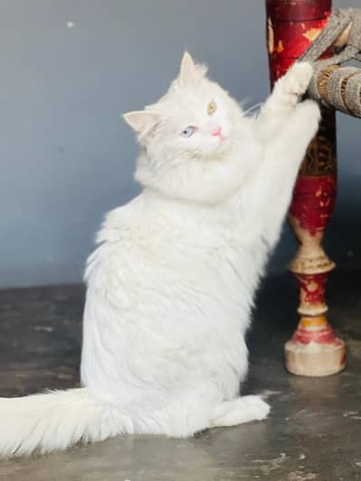 American cat available for sell active and cleaver