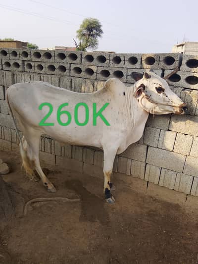 Qurbani Bull | Bachra | Wacha | Desi Bachry | 2 Dant For sale