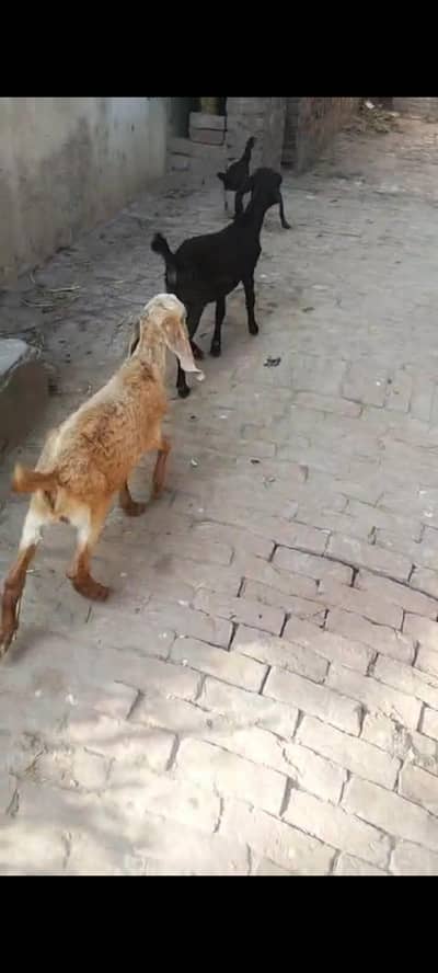 Dogla Bakra bakri leli lela for qurbani