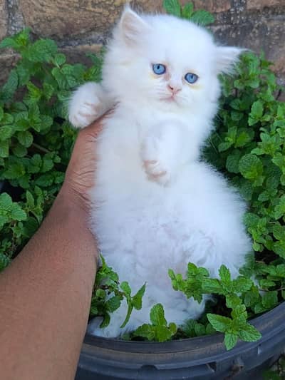 Persian kittens Available